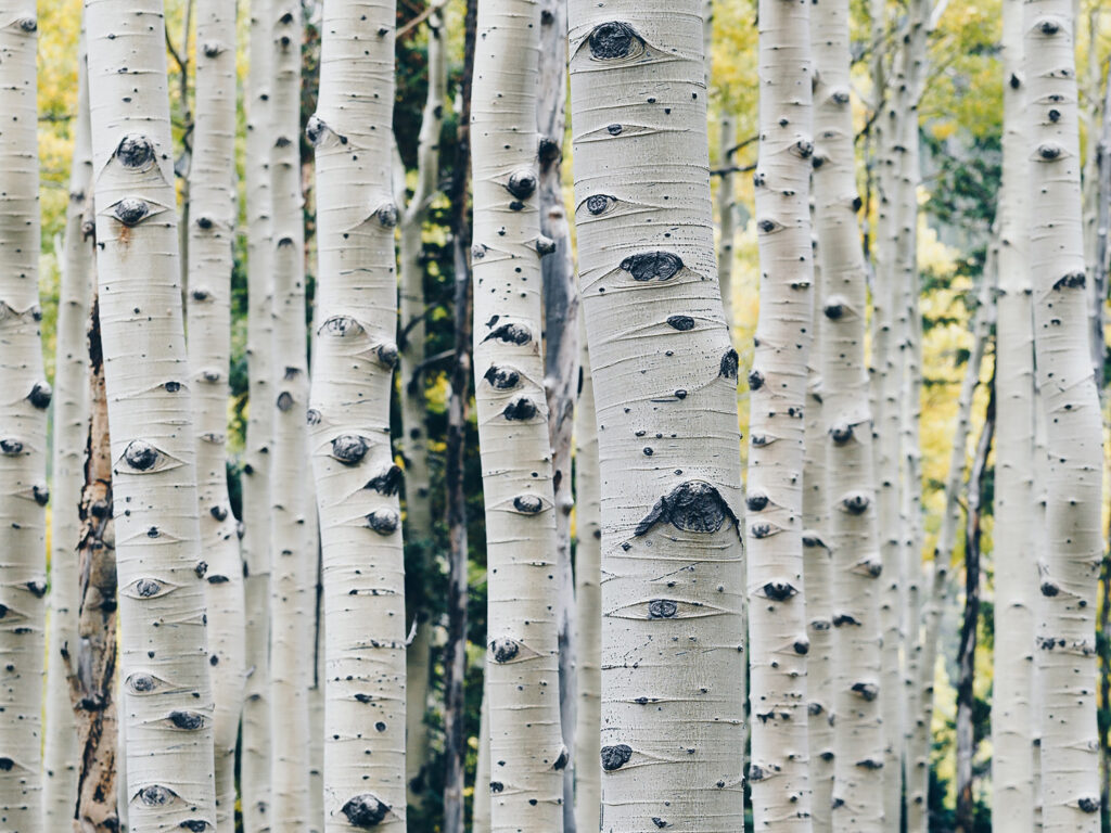 bjørketrær