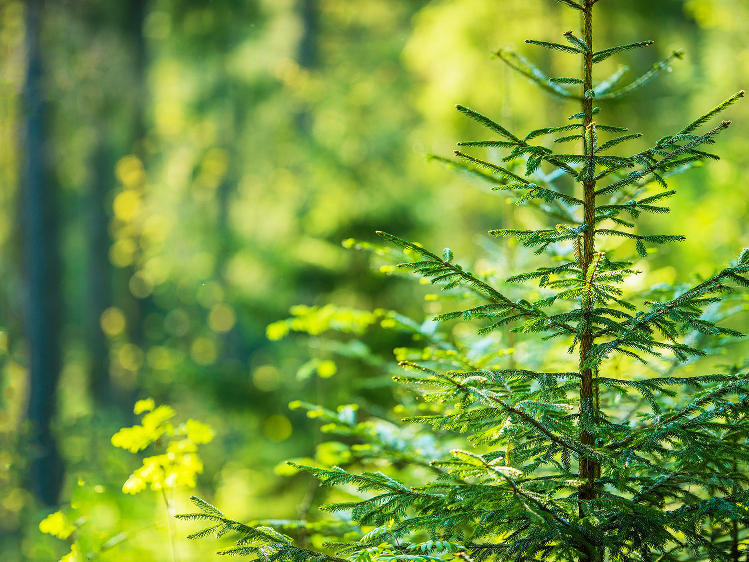 Hvor kommer treverket fra i våre boder og anneks?