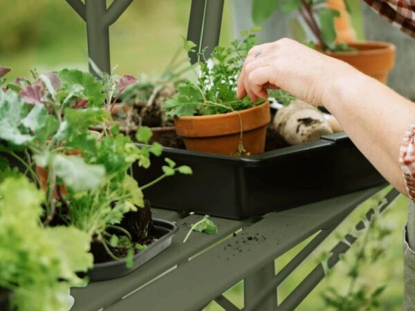 Drivhushylle | Solstuen | 141cm + 210cm | Olivengrå