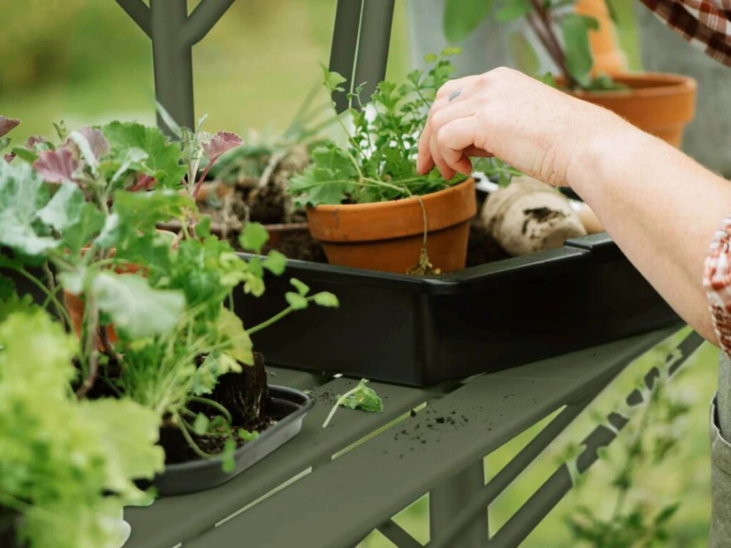 Drivhushylle | Solstuen | 141cm + 210cm | Olivengrå - Bilde 2