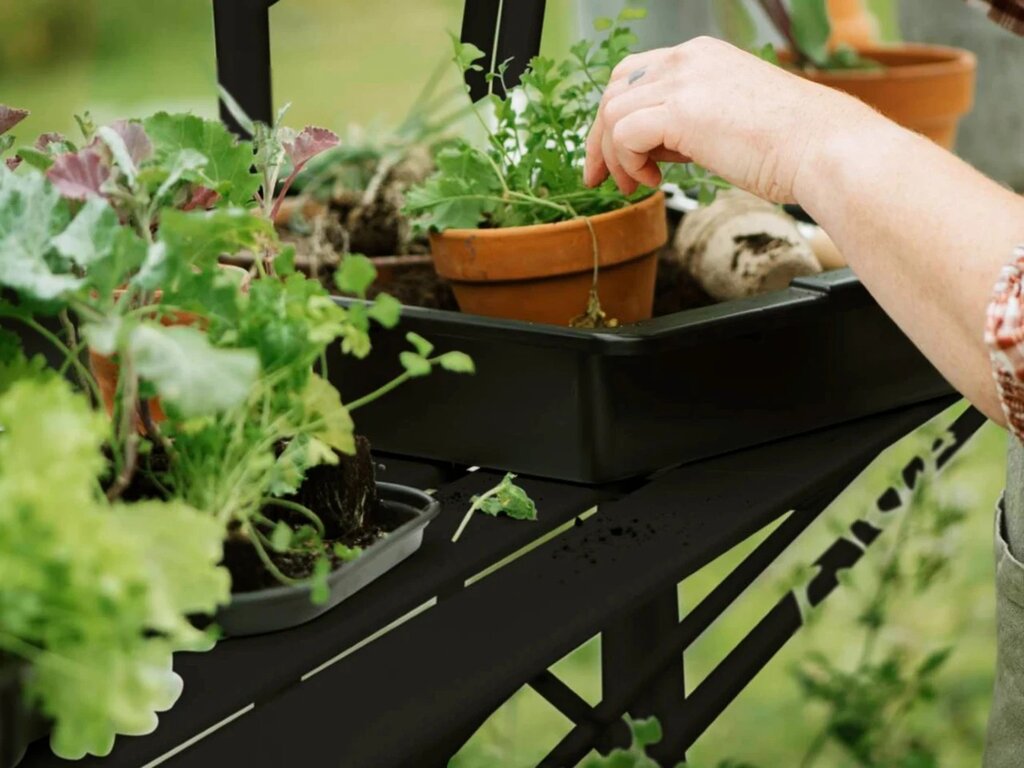 Drivhushylle | Solstuen | 210cm | Sort - Bilde 1