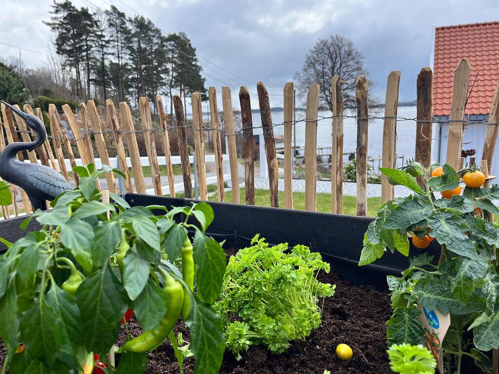 Kastanjegjerde - Bilde 2