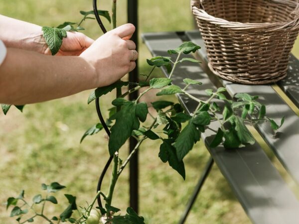 Plantespiral | 4 stk | Sort