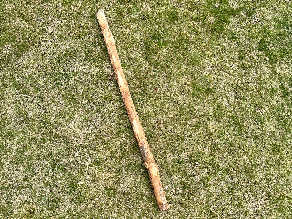 Stolpe kastanje - Bilde 1