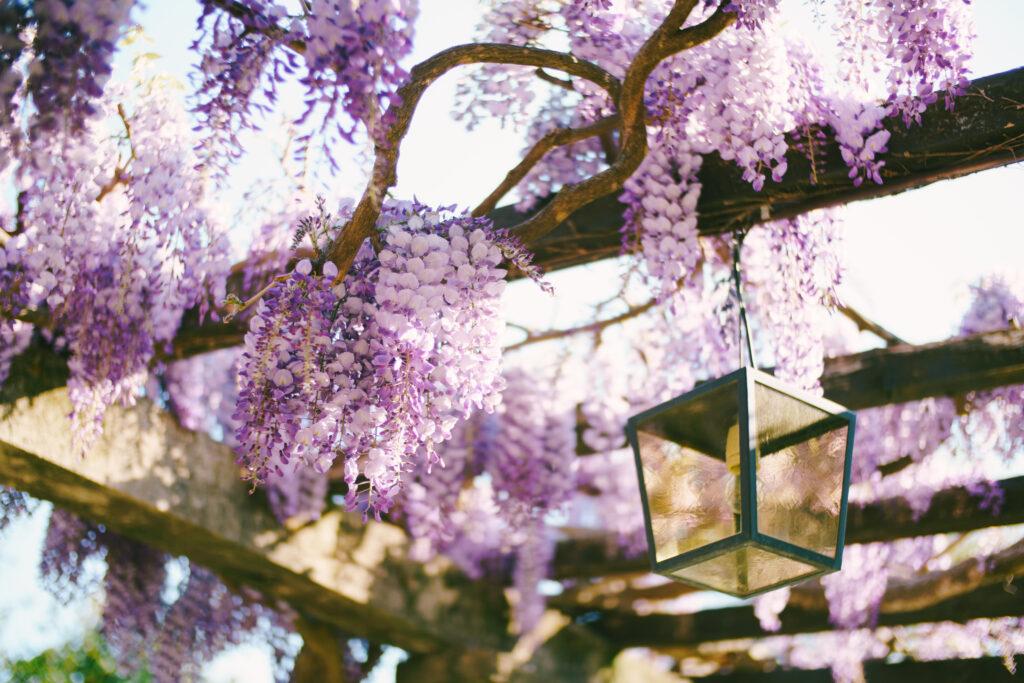 Close-up of blooming wisteria on wooden beams by a hanging street lamp. High quality photoEn 