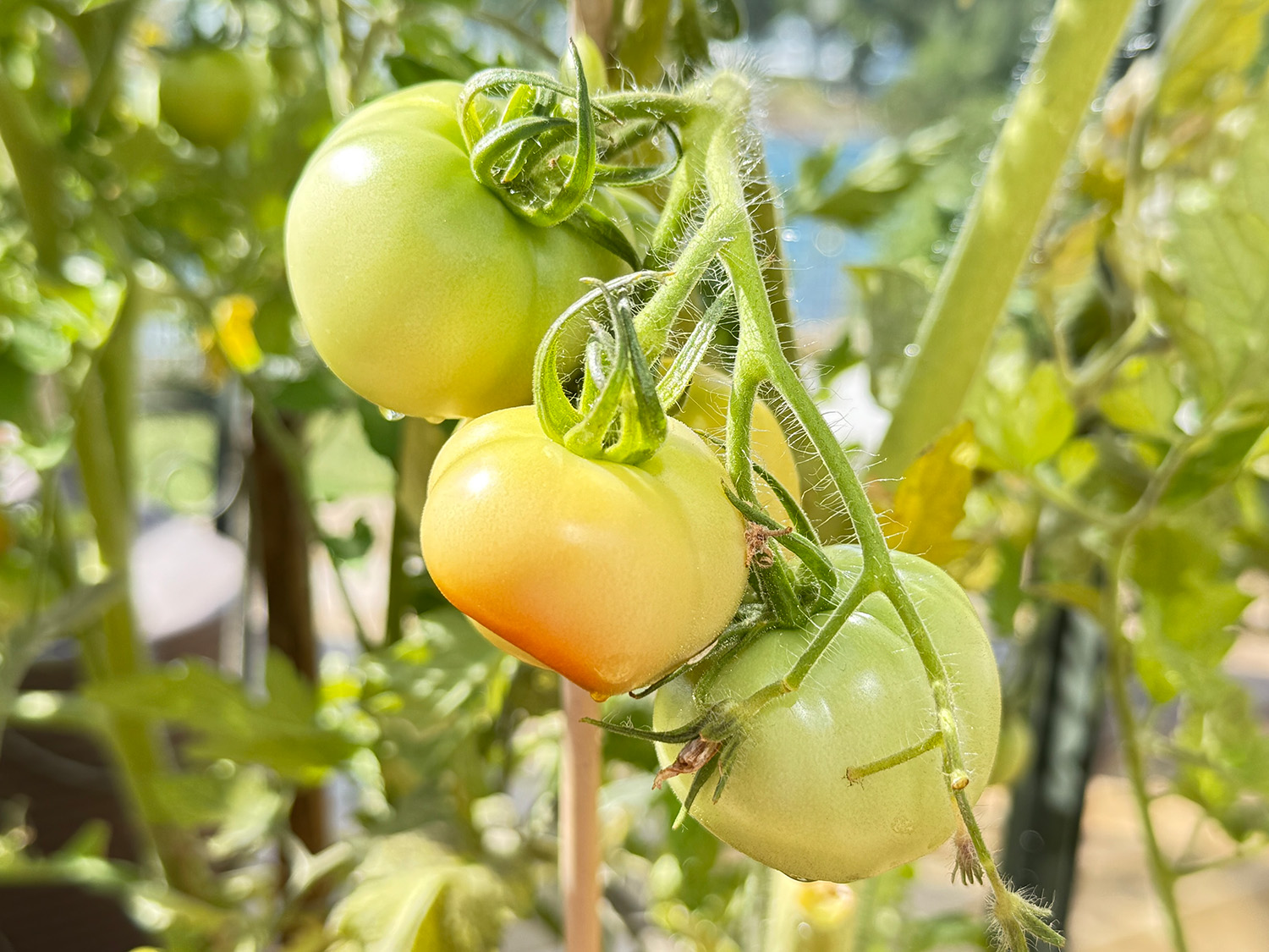 Når skal jeg starte å plante i drivhuset mitt?