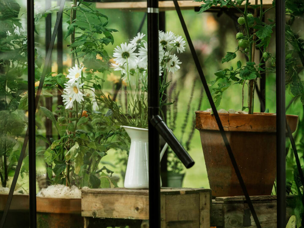 Takrenne til sort spiredrivhus med grønne planter i bakgrunn
