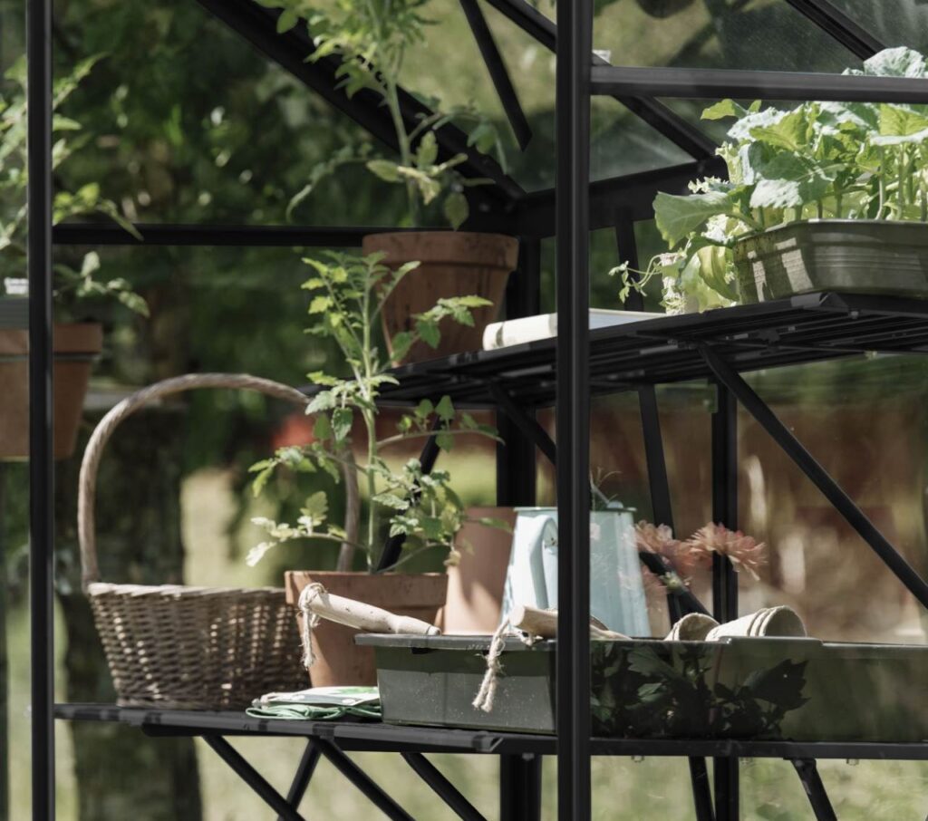 srivhus hylle og benk sort til spire drivhus med grønne planter og urter