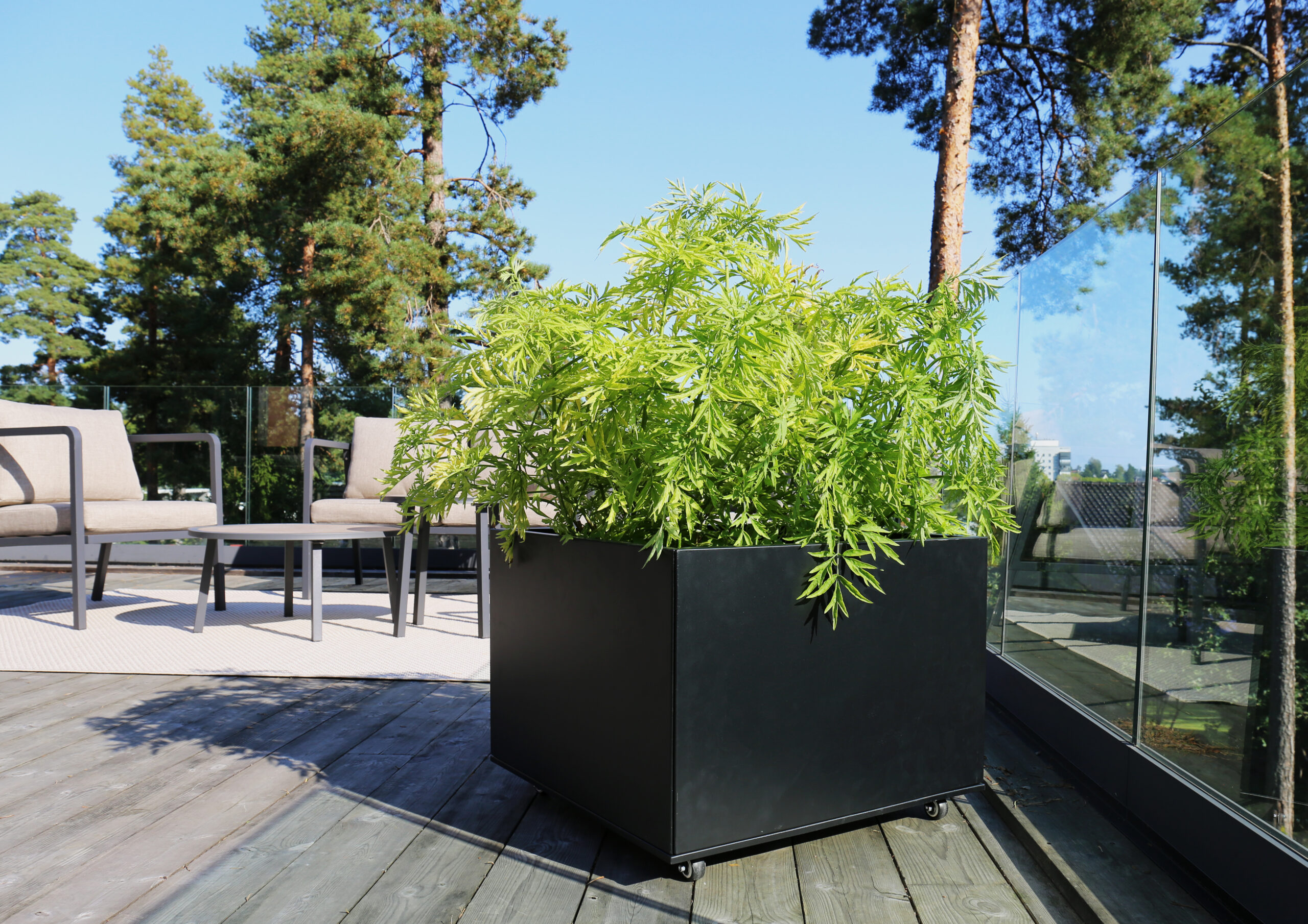 Sort blomsterkasse med grønn plante. Foto. 