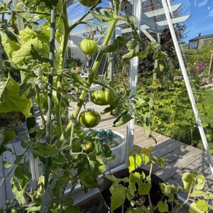 Drivhus Royal Well Solstuen 7,5m² Hvit