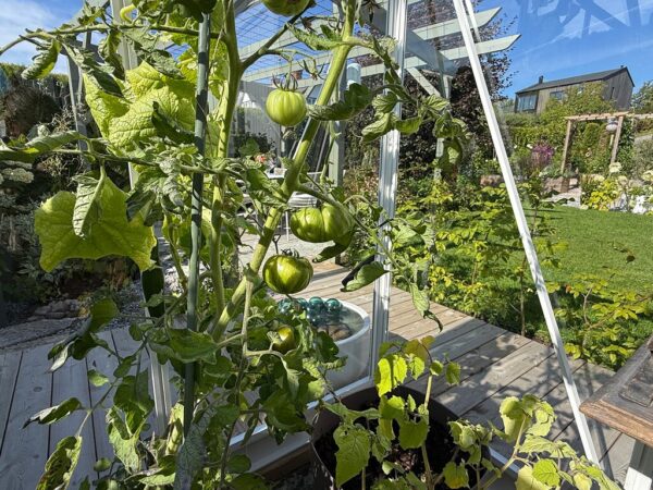 Large_Hagen til gro tomat 4_3 Drivhus Royal Well Solstuen 7,5m² Hvit